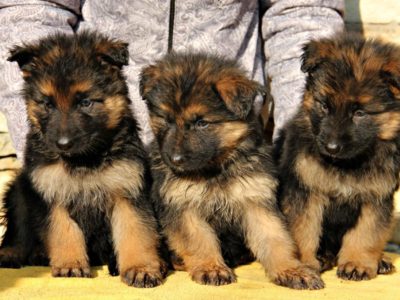 Продажа щенков немецкой овчарки