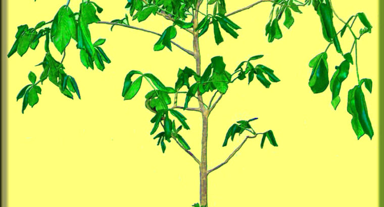 Баобаб (Adansonia digitata) 14лет.