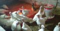 Инкубационные яйца разных видов птицы (кури, утки, гуси, индюки) из Венгрии.