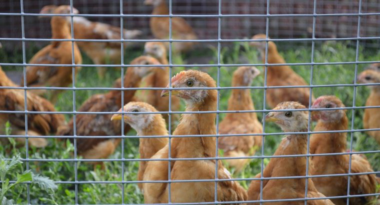 Инкубационные яйца разных видов птицы (кури, утки, гуси, индюки) из Венгрии.