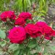 Розы штамбовые в ассортименте, оптом и в розницу, высылаем по Украине