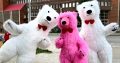 Белый медведь Львов заказ поздравления аниматора на день рождения
