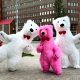 Белый медведь Львов заказ поздравления аниматора на день рождения