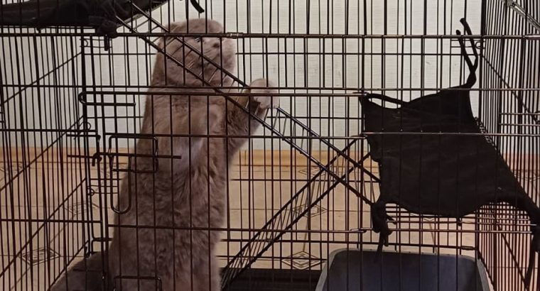 Отель ПЕС для тварин- передержка собак, гостиница для животных, зооготель