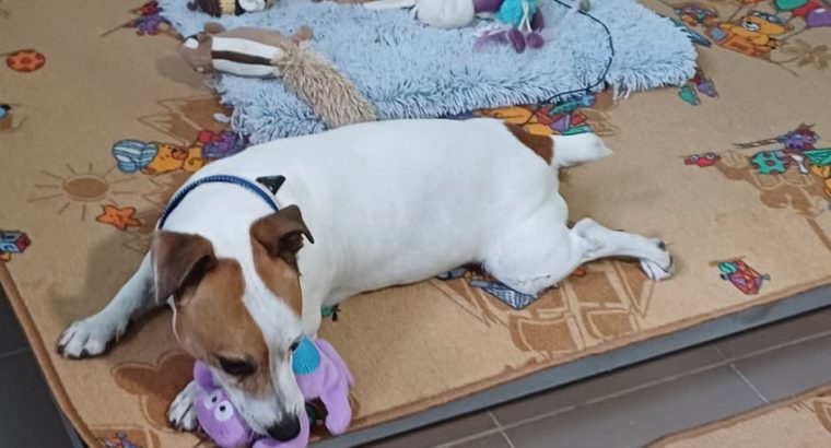 Отель ПЕС для тварин- передержка собак, гостиница для животных, зооготель