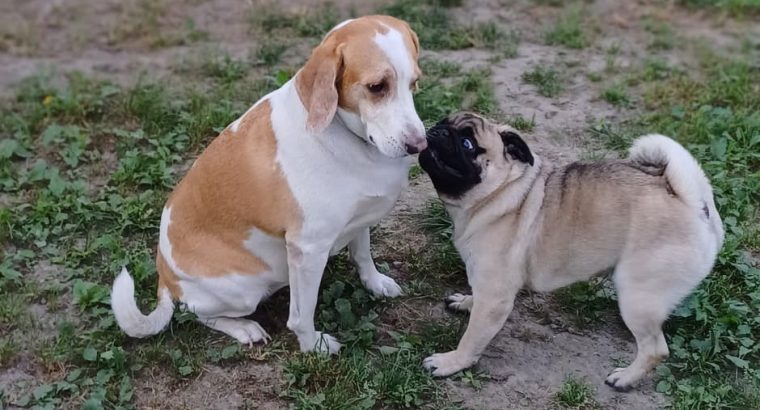 Отель ПЕС для тварин- передержка собак, гостиница для животных, зооготель