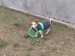 Отель ПЕС для тварин- передержка собак, гостиница для животных, зооготель