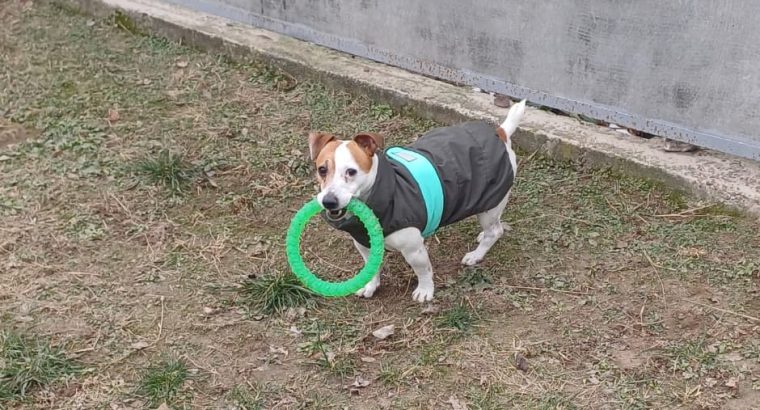 Отель ПЕС для тварин- передержка собак, гостиница для животных, зооготель