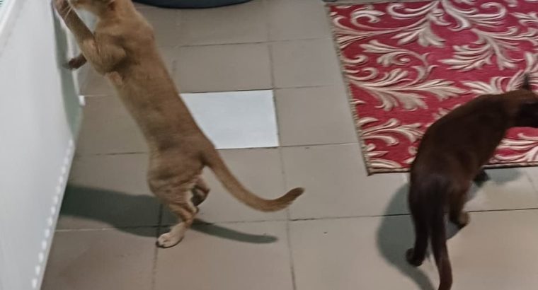 Отель ПЕС для тварин- передержка собак, гостиница для животных, зооготель