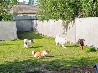 Отель ПЕС для тварин- передержка собак, гостиница для животных, зооготель