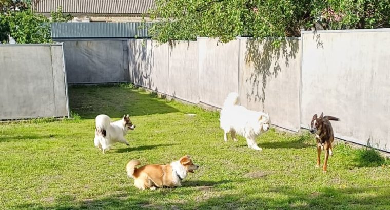 Отель ПЕС для тварин- передержка собак, гостиница для животных, зооготель