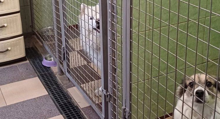 Отель ПЕС для тварин- передержка собак, гостиница для животных, зооготель