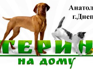 Вызов ветеринара на дом Днепр Виклик ветеринара додому Днiпро