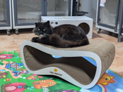 Перетримка для котиків. Готель для котиків.