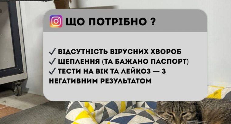 Перетримка для котиків. Готель для котиків.