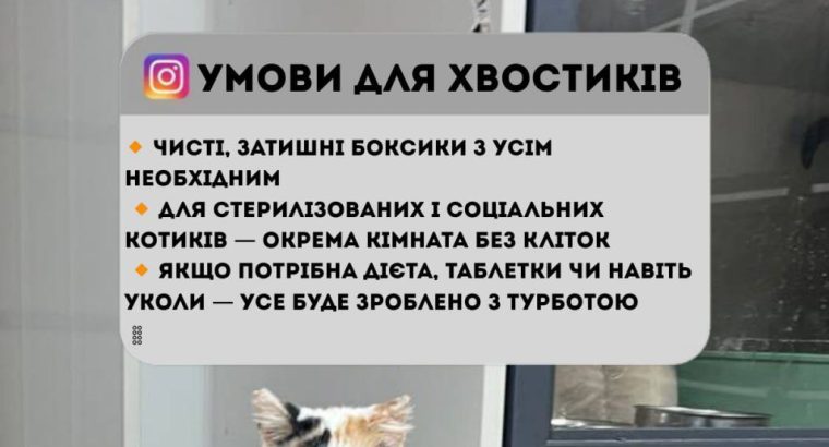 Перетримка для котиків. Готель для котиків.
