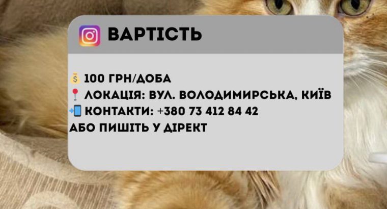 Перетримка для котиків. Готель для котиків.