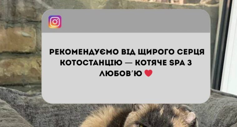 Перетримка для котиків. Готель для котиків.