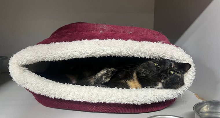 Перетримка для котиків. Готель для котиків.