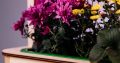 EcoBloom Smart Garden Розумний сад вдома