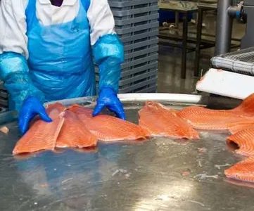 Шоковая заморозка,низькотемпературні камери для переробки риби