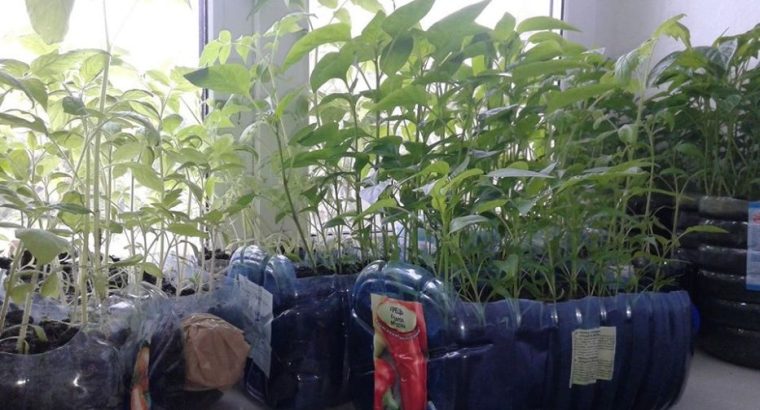 Рассада помидор, перец.