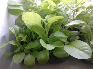 Рассада табака ( Вирджиния, Дюбек, Американ).