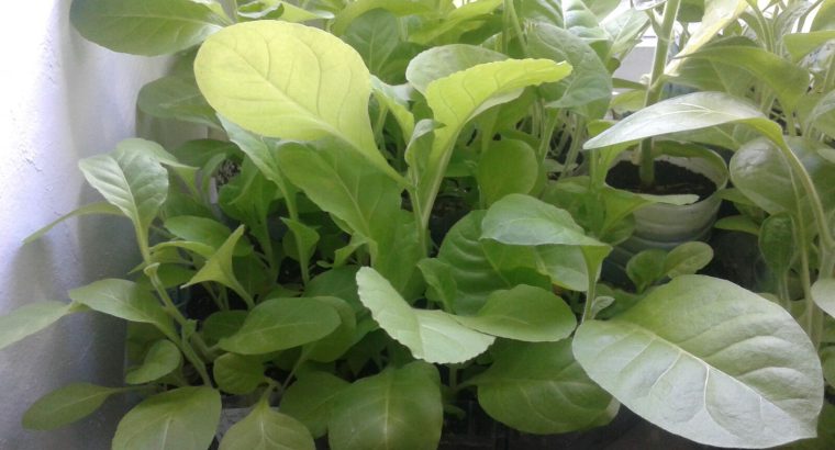 Рассада табака ( Вирджиния, Дюбек, Американ).