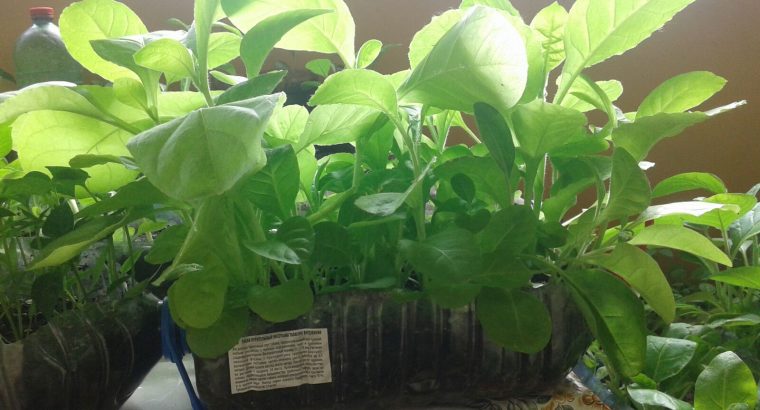 Рассада табака ( Вирджиния, Дюбек, Американ).