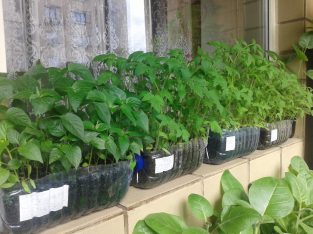 Рассада помидор, перец.