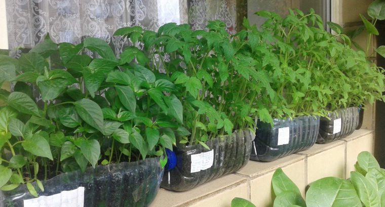 Рассада помидор, перец.