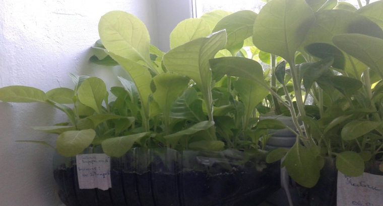 Рассада табака ( Вирджиния, Дюбек, Американ).