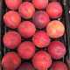 Продаем персики, нектарины, абрикосы